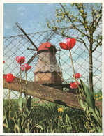 Muhle Grafinghausen - Der Feine Kaffee Direkt Aus Bremen - Eduscho - Windmill - Old Postcard - Germany - Unused - Diepholz