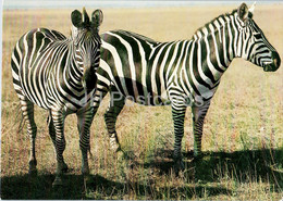 Zebra - Animals - 1 - 1986 - Russia USSR - Unused - Zebras