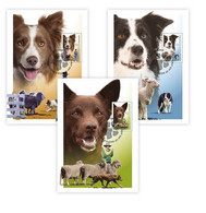 Australia 2022 Set Of Sheepdog Trials: 150 Years Maxicards Dog, Fauna , Animal   (**) - Ungebraucht