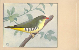 Lot De 5 Cartes Postales Oiseaux - P Sluis Birdfood - Birds