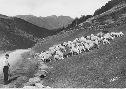 CPA ANDORRE VALLS D'ANDORRA SOLDEN PASTURAGE - Andorra