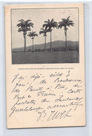 Trinidad - PORT OF SPAIN - Group Of Palms On Queen's Park Savanna - Publ. Unknown - Trinidad