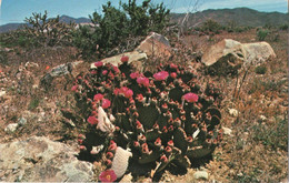 BEAVERTAIL PRICKLY PEAR - OPUNTIA BASILARIS - F.P. - STORIA POSTALE - Phönix