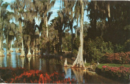 CYPRESS TREES MANY CENTURIES OLD GROW - LAKE ELOISE AT FLORIDA - F.P. - STORIA POSTALE - Daytona