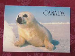 Canada 1990 Postcard "seal Baby" To France - Whale - Cartas & Documentos