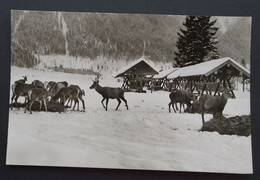 Fall (Isar), Bayer. Hochland, Wildfüttering (Max Lerpscher, Bad Tölz) - Lenggries