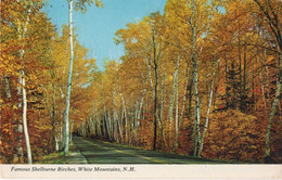 FAMOUS SHELBURNE BIRCHES , WHITE MOUNTAINS N. H.  - F.P. - STORIA POSTALE - White Mountains