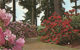 RHODODENDRON TEST GARDENS - PORTLAND OREGON  - F.P. - STORIA POSTALE - Portland