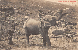 CPA ASIE ELEPHANT AT WORK ON NEW ESTATE CEYLON - Sri Lanka (Ceylon)