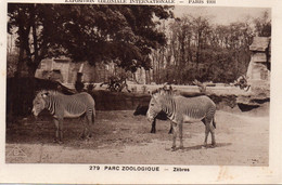 Zoo Parc Zoologique Zèbres Animaux - Zebra's