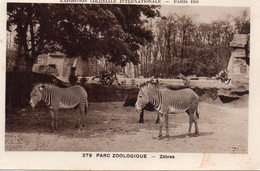 Zoo Parc Zoologique Zèbres Animaux - Cebras