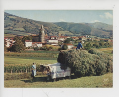 Aïnoha : Foins, Fenaison, Attelage Boeuf (métier Paysan) Vue Sur Le Village, église - Ainhoa