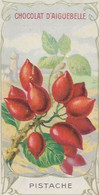 Chromo Aiguebelle 10,5 X 5.5 - Plante Fruit - Pistache - Aiguebelle