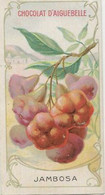 Chromo Aiguebelle 10,5 X 5.5 - Plante Fruit - Jambosa - Aiguebelle