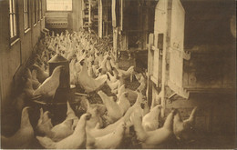 Delcampe - 1 Prentbriefkaart Ichtegem: Hoenderkwekerij De Linden - Ichtegem