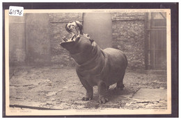 JARDIN ZOOLOGIQUE - HIPPOPOTAME - TB - Nijlpaarden