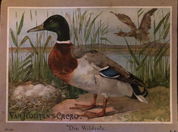 Le Canard En Allemand Das Wildente 1880 - Van Houten