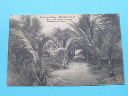 Palmboomlei Te BANANA Avenue Des Palmiers > Congo-Belge ( Edit. : 14 ) Anno 1913 ( See / Voir SCAN ) ! - Congo Belge