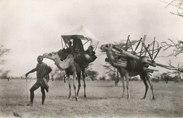 Real Photo Souvenir Mauritanie Caravane Chameaux Camel Caravan - Mauritania