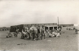 Real Photo Souvenir Mauritanie Caravane Chameaux Camel Caravan Sahara - Mauritanie