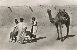 Real Photo Souvenir Mauritanie Caravane Chameaux Camel Caravan Touareg With Sheeps . - Mauritanie