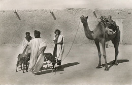 Real Photo Souvenir Mauritanie Caravane Chameaux Camel Caravan Touareg With Sheeps . - Mauretanien
