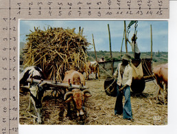 Ramassage De La Canne Près De Saint-Louis / Gathering Sugarcane Near Saint-Louis - Réunion