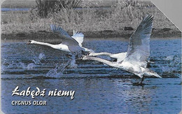 CARTE-MAGNETIQUE-POLOGNE-CYGNE BLANC-Utilisé-TBE- - Gallinaceans & Pheasants