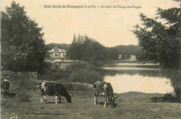 Paimpont * La Forêt * Au Bord De L'étang Des Forges - Paimpont