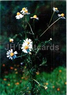 German Chamomile - Matricaria Chamomilla - Medicinal Plants - 1976 - Russia USSR - Unused - Plantas Medicinales