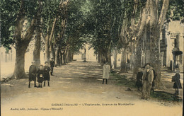 34 --- Gignac --- L'Esplanade , Avenue De Montpellier - Gignac