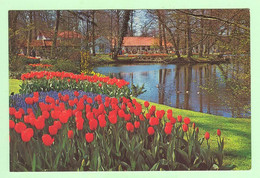 T1798 - PAYS BAS - Lisse Holland - Keukenhof - Lisse