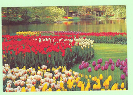 T1805 - PAYS BAS - Lisse Holland - Keukenhof - Lisse