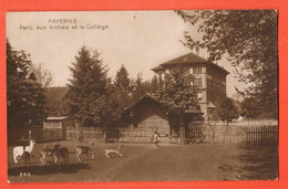 ZQG-20 Payerne Broye Parc Aux Biches Et Collège. Sepia. Circulé 1915 - Payerne