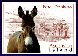 Ref 1552 - Postcard - Feral Donkeys Ascension Island - 50p Stamp Not Sent - Animals Theme - Ascension