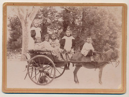 Photographie Collée Sur Carton - 7 Enfants Sur Une Charrette à Âne, Fonds Boisé (Jardin Public ?) - Anonymous Persons