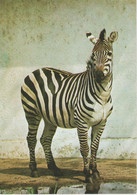 Zebres - Zebras - Zebre / Stamp / Par Avion / 5 Postcards - Zebra's