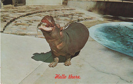 Hippopotamus - Nilpferd - Hippopotame / 4 Postcards / Stamp - Hipopótamos