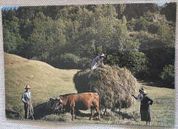 La Fenaison 1984 Boeufs Decores Cloches Charrette A Foin Dames Ballot Pic Machine Agricole -ed Bos - Attelages