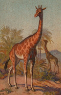 CARTE SUISSE / N 125 / LLUSTRATEUR E.B / GIRAFE - Giraffe