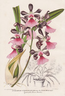 Epidendrum Atropurpureum Var. Roseum - Orchid Orchidee Orchids Guatemala Flower Blume Flowers Blumen Botanik B - Estampes & Gravures