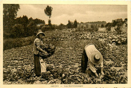 Amiens * Les Hortillonnages * Plantations Récoltes Agriculture - Amiens