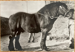 Chevaux - Cheval TRAIT HOLLANDAIS , Hollande - Horse Horses Animaux - élevage Hippisme équitation - Horses