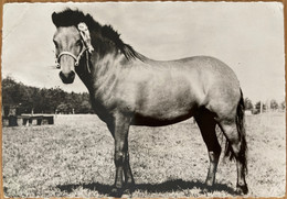 Chevaux - Cheval PONEY UPSLANDER , Hollandais - Horse Horses Animaux - élevage Hippisme équitation - Chevaux