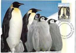 Australian Antarctic Terr. - Maximum Card And Postal Stationery 1986 :  Emperor Penguin  -  Aptenodytes Forsteri - Penguins