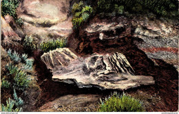 North Dakota Badlands Cedar Canyon Petrified Double Stump 1944 - Andere & Zonder Classificatie