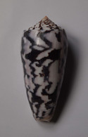 Conus StriatusConus Striatus Roseoccidentalis - Coquillages