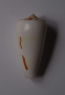 Conus Gubernator Terminus - Coquillages