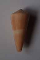 Conus Kintoki - Coquillages