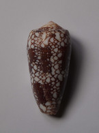 Conus Omaria - Coquillages